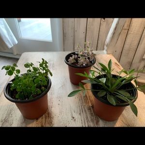 Indoor and Outdoor Plants